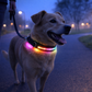 USB Rechargeable LED Light-Up Dog Collar