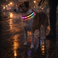 USB Rechargeable LED Light-Up Dog Collar